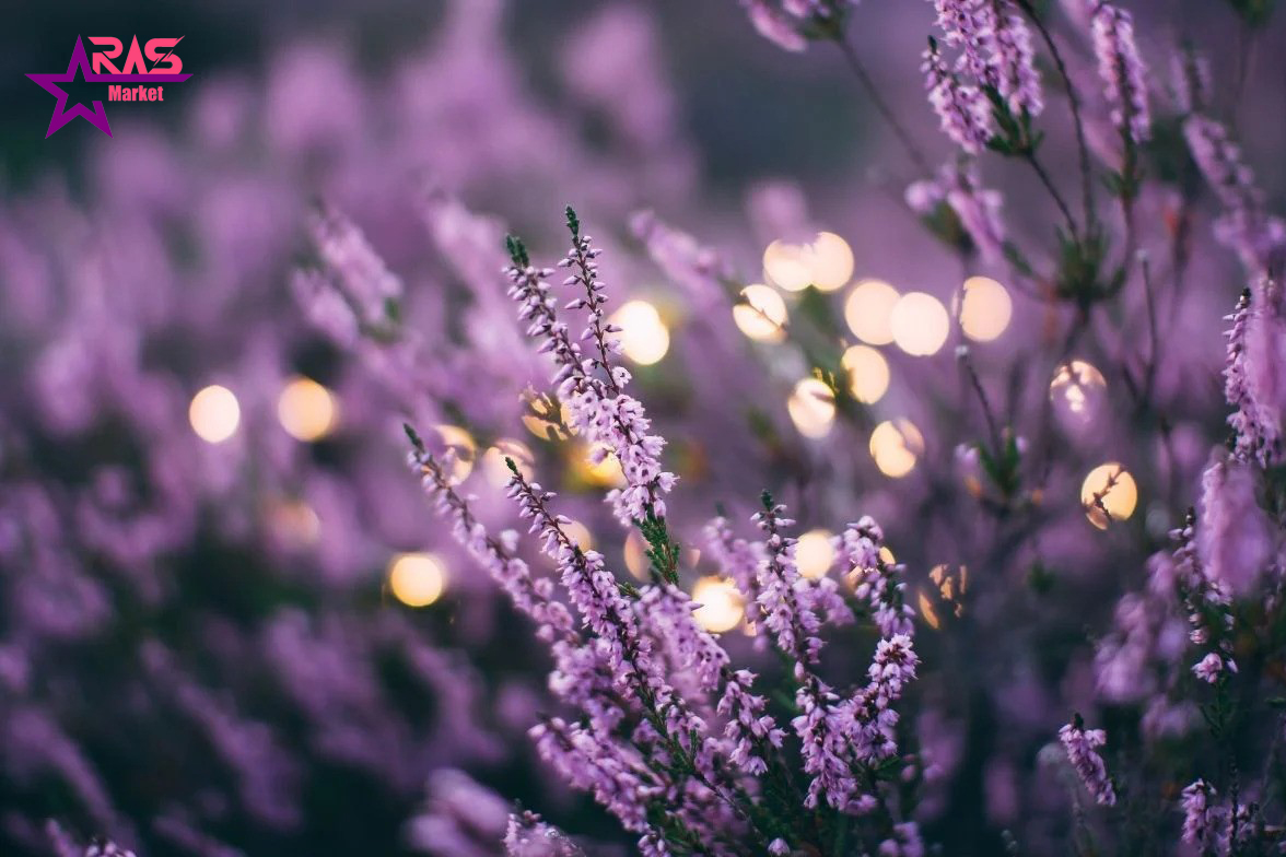 قیمت و خرید شامپو رنگ تونیکا lavender tea